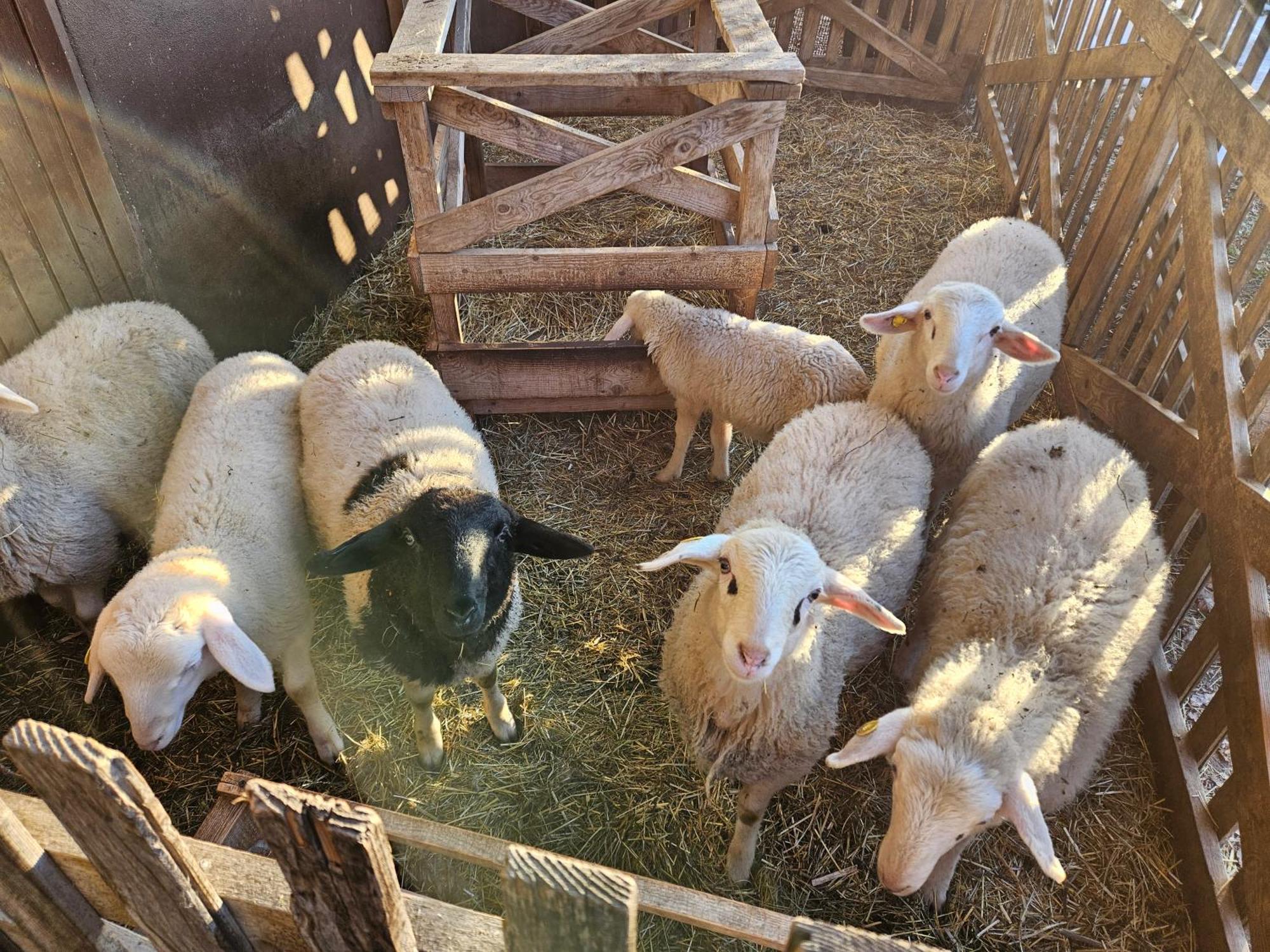 Tourist Farm Pr'Dovar Церклье-на-Гореньскем Экстерьер фото
